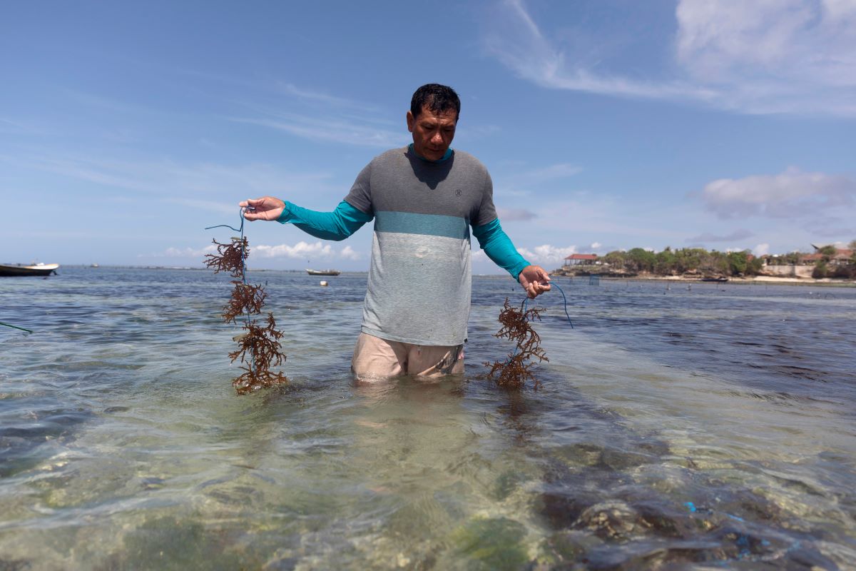 With Foreign Tourists Gone Balinese Rediscover Seaweed