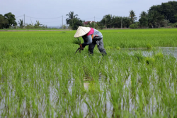 Padi planting in EMCO areas allowed — Ismail Sabri - Selangor Journal