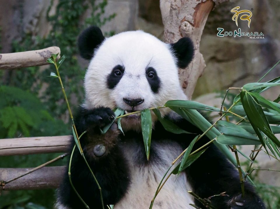 Third Malaysian-born giant panda cub named Sheng Yi - Selangor Journal