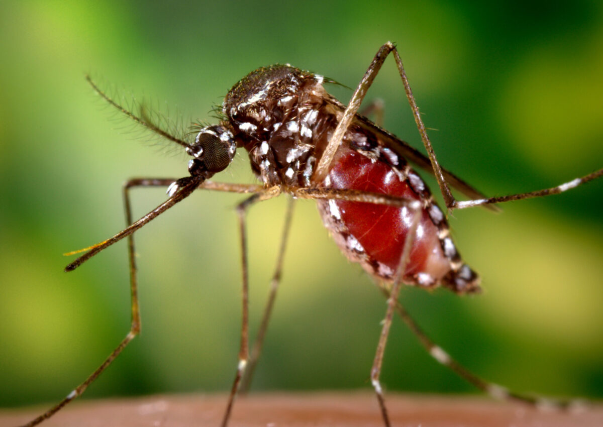 Medical expert urges Selangor govt to fully fund dengue vaccines in hotspots