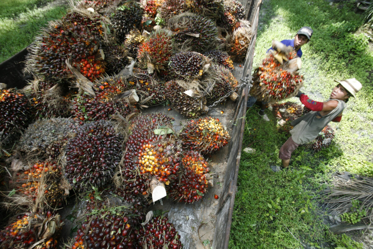 Govt says no plans to reinforce oil palm replanting grants - Selangor ...