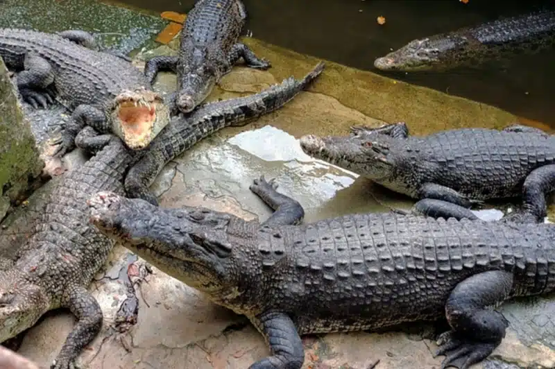 Sabah crocodile population believed to be at healthy level — Zoologist ...